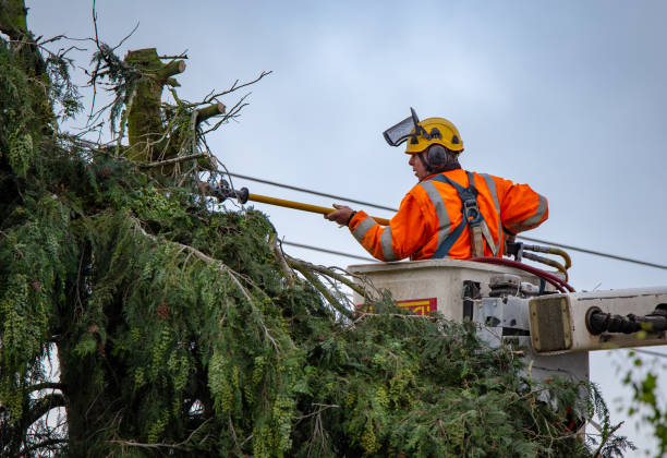 Best Hazardous Tree Removal  in Palm Harbor, FL