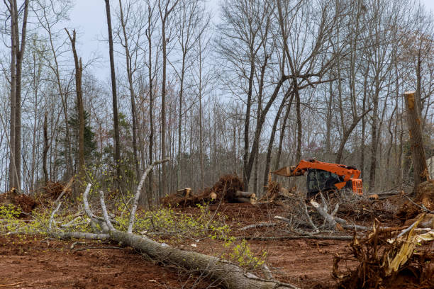 Reliable Palm Harbor, FL Tree Removal Services Solutions